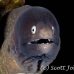 moray_whiteeyed_ph_hsb_r_h_0058_kom1975.jpg